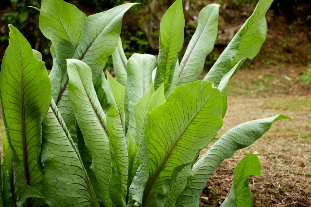 Understanding the Role of Superannuation Funds and Financial Institutions in Papua New Guineas Loan Landscape - Como solicitar empréstimo na Papua-Nova Guiné